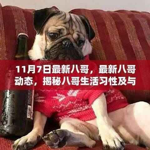 揭秘八哥生活习性及与人类互动关系,最新八哥动态(十一月七日更新)