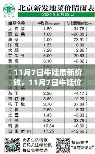 11月7日牛娃行情分析，最新价格及多方观点交织的思考