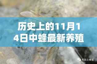 11月14日中蜂养殖技术的革新及其历史影响