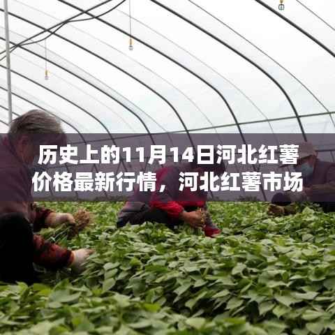 历史上的11月14日河北红薯市场深度洞察,价格变迁与最新行情洞察