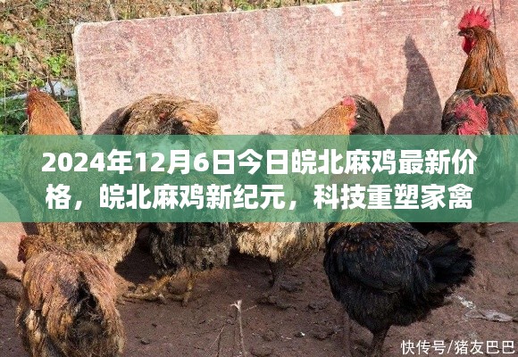 皖北麻鸡市场新纪元,科技引领家禽市场,智能解读麻鸡最新价格