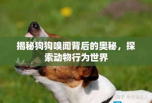揭秘狗狗嗅闻背后的奥秘，探索动物行为世界