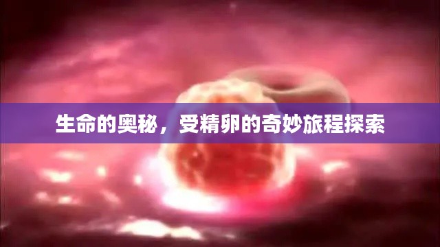 生命的奥秘,受精卵的奇妙旅程探索