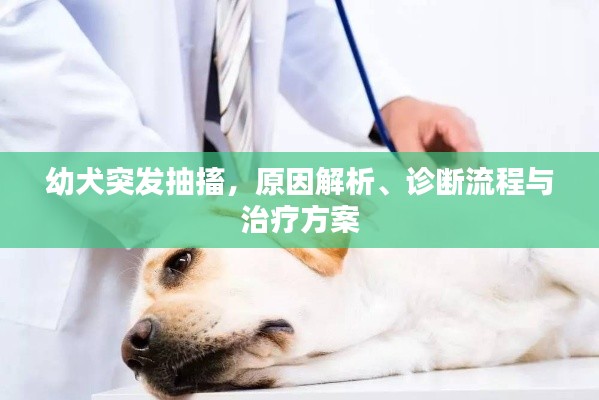 幼犬突发抽搐,原因解析、诊断流程与治疗方案