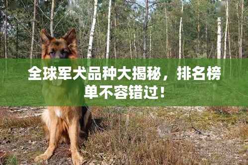 全球军犬品种大揭秘,排名榜单不容错过!